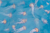 The planktonic scyphozoan Pacific sea nettles (Chrysaora fuscescens), Monterey Bay National Marine Sanctuary, California, United States of America, North America