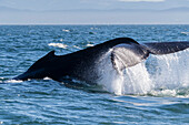 Adult humpback whale (Megaptera novaeangliae), tail throw in Monterey Bay National Marine Sanctuary, California, United States of America, North America