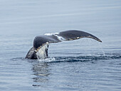 An adult bowhead whale (Balaena mysticetus), flukes-up dive off Somerset Island, Nunavut, Canada, North America