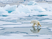 Ein neugieriger junger männlicher Eisbär (Ursus maritimus), der auf dem Meereis nahe Somerset Island spazieren geht, Nunavut, Kanada, Nordamerika