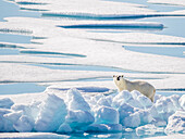 Adult polar bear (Ursus maritimus) in 10/10ths pack ice in McClintock Channel, Northwest Passage, Nunavut, Canada, North America
