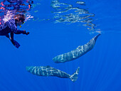 Die Forscherin schwimmt mit einer kleinen Gruppe von Pottwalen (Physeter macrocephalus) unter Wasser vor der Küste von Roseau, Dominica, Inseln über dem Winde, Westindische Inseln, Karibik, Mittelamerika