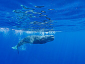 A young sperm whale (Physeter macrocephalus) swimming underwater off the coast of Roseau, Dominica, Windward Islands, West Indies, Caribbean, Central America