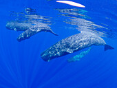 A small pod of sperm whales (Physeter macrocephalus) swimming underwater off the coast of Roseau, Dominica, Windward Islands, West Indies, Caribbean, Central America