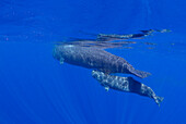 A mother and calf sperm whale (Physeter macrocephalus) swimming underwater off the coast of Roseau, Dominica, Windward Islands, West Indies, Caribbean, Central America