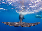The flukes of an adult female sperm whale (Physeter macrocephalus) swimming underwater, Roseau, Dominica, Windward Islands, West Indies, Caribbean, Central America