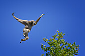 Jumping lar gibbon (white-handed gibbon) (Hylobates lar), Malaysia, Southeast Asia, Asia