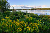 Wilde Goldrute (Solidago) blüht im Sommer am Astotin Lake, Elk Island National Park, Alberta, Kanada, Nordamerika