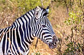 Zebra at Welgevonden Game Reserve, Limpopo, South Africa, Africa