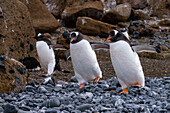 Gentoo penguins (Pygoscelis papua) walking on pebbles, Brown Bluff, Tabarin Peninsula, Weddell Sea, Antarctica, Polar Regions