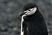 Chinstrap penguin (Pygoscelis antarcticus), Half Moon Island, South Shetland Islands, Antarctica, Polar Regions