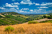Hills and vineyards in the summer season, Bobbio, Piacenza district, Emilia Romagna, Italy, Europe