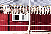 Stockfish in a row hanging to dry outside the traditional Rorbu, Nusfjord, Lofoten, islands, Norway, Scandinavia, Europe