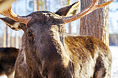 Close up of reindeer snout while looking at camera, Lapland, Sweden, Scandinavia, Europe
