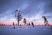 Bare trees in the snowcapped forest at sunset, Gallivare, Norrbotten County, Lapland, Sweden, Scandinavia, Europe