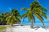 Weißer Sandstrand, Anaa-Atoll, Tuamotu-Archipel, Französisch-Polynesien, Südpazifik, Pazifik