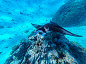 Manta Ray (Mobula), Maupiti, Society Islands, French Polynesia, South Pacific, Pacific