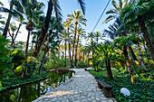 Palm trees, Palmeral (Palm Grove) of Elche, UNESCO World Heritage Site, Alicante, Valencia, Spain, Europe