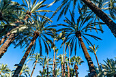 Palmen, Palmeral (Palmenhain) von Elche, UNESCO-Welterbe, Alicante, Valencia, Spanien, Europa