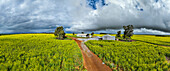 Farm in a rape field in spring blossom, Western Australia, Australia, Pacific