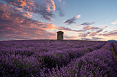 Small tower in a lavender field at sunrise with pink colored clouds in the sky, Provence, France, Europe