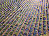 Luftaufnahme von Lavendelbüschen in der Provence, Frankreich, Europa