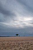 Lonely tree at the end of a harvested crop field with a cloudy sky, Plateau de Valensole, Provence, France, Europe