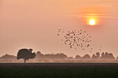 Sunrise in the countryside over a lonely tree and a flock of birds flying in the sky, Italy, Europe