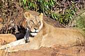 Löwin im Welgevonden-Wildreservat, Limpopo, Südafrika, Afrika