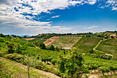 Hügel und Weinberge in der Gegend von Vigoleno, Bezirk Piacenza, Emilia Romagna, Italien, Europa