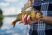 Hand mit Fisch in der Hand