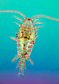 Plankton, close-up