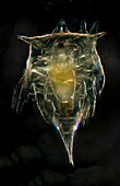 Plankton, close-up
