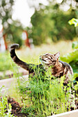 Getigerte Katze im Garten
