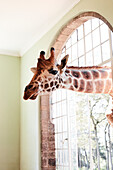 Giraffe looking through window