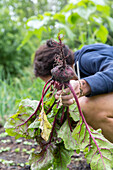 Woman picking beetroot