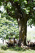 Schaf unter einem Baum stehend