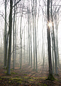 Wald im Nebel