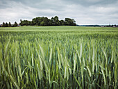 Wheat field