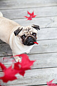 Pug with red leaf in mouth