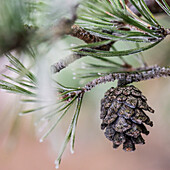 Pine cone on twig