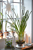 Flowers in glass pot