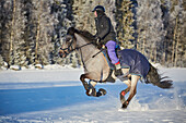 Woman riding horse in winter scenery