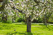 Blossoming tree