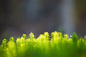 Close-up of green moss