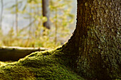 Moss in forest