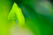 Lily of the valley