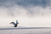 Swan in frozen lake
