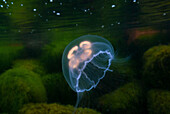 Jellyfish in sea water