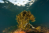 Seaweed in sea